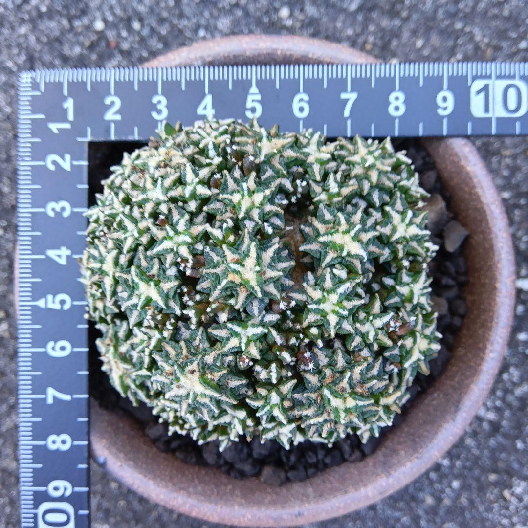 【群生美球】姫牡丹　アリオカルプス　国内繁殖苗　鉢ごと発送（黒牡丹モンスト帝冠）