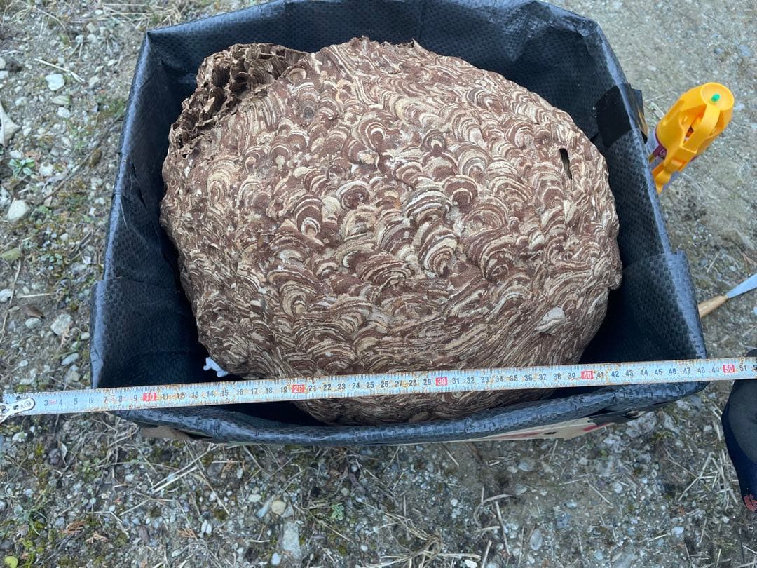 黄色スズメバチの巣（特大）