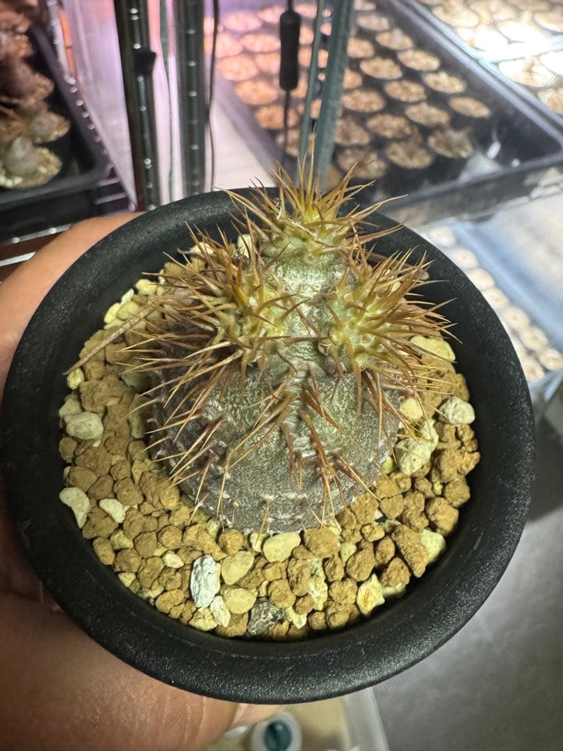 パキポディウム　グラキリス実生　有望株