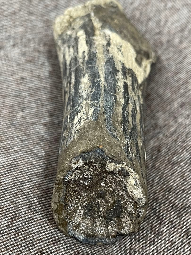 博物館級 メガロケロス 中足骨 化石　キャノンボーン 鉱物標本