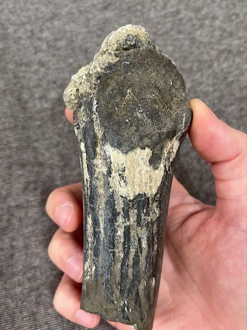 博物館級 メガロケロス 中足骨 化石　キャノンボーン 鉱物標本