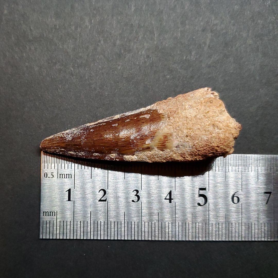 美品 スピノサウルス 本物 モロッコ産 55mm sp443