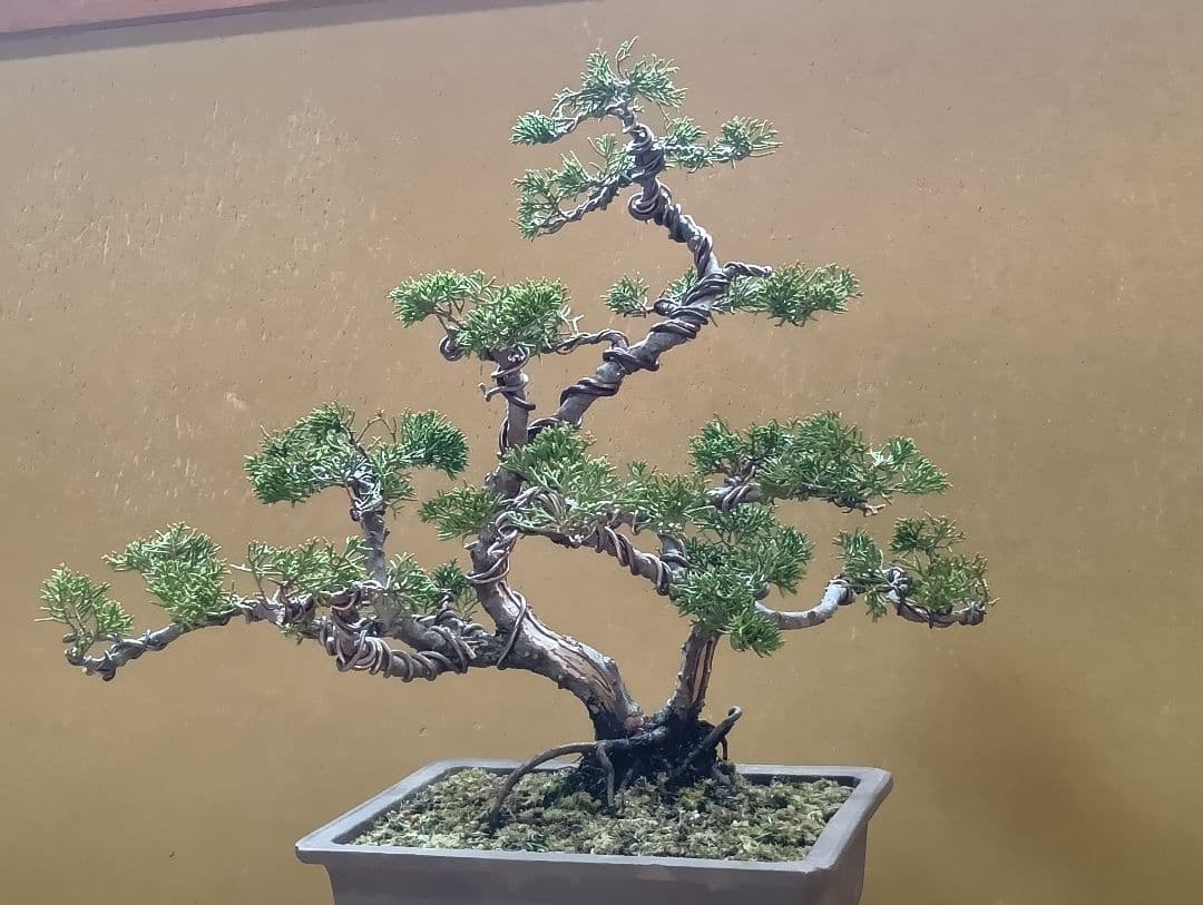 糸魚川真柏双幹‼️新年の値下げ12000円‼️