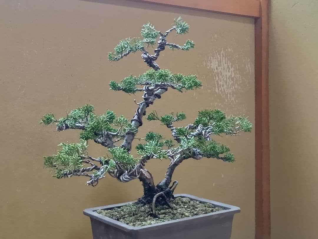 糸魚川真柏双幹‼️新年の値下げ12000円‼️