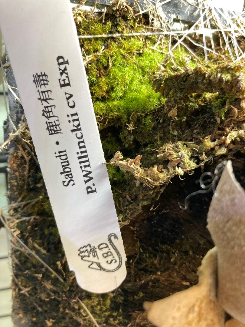 ビカクシダ　\"EXP\"(yellow moon dwarf spore)胞子