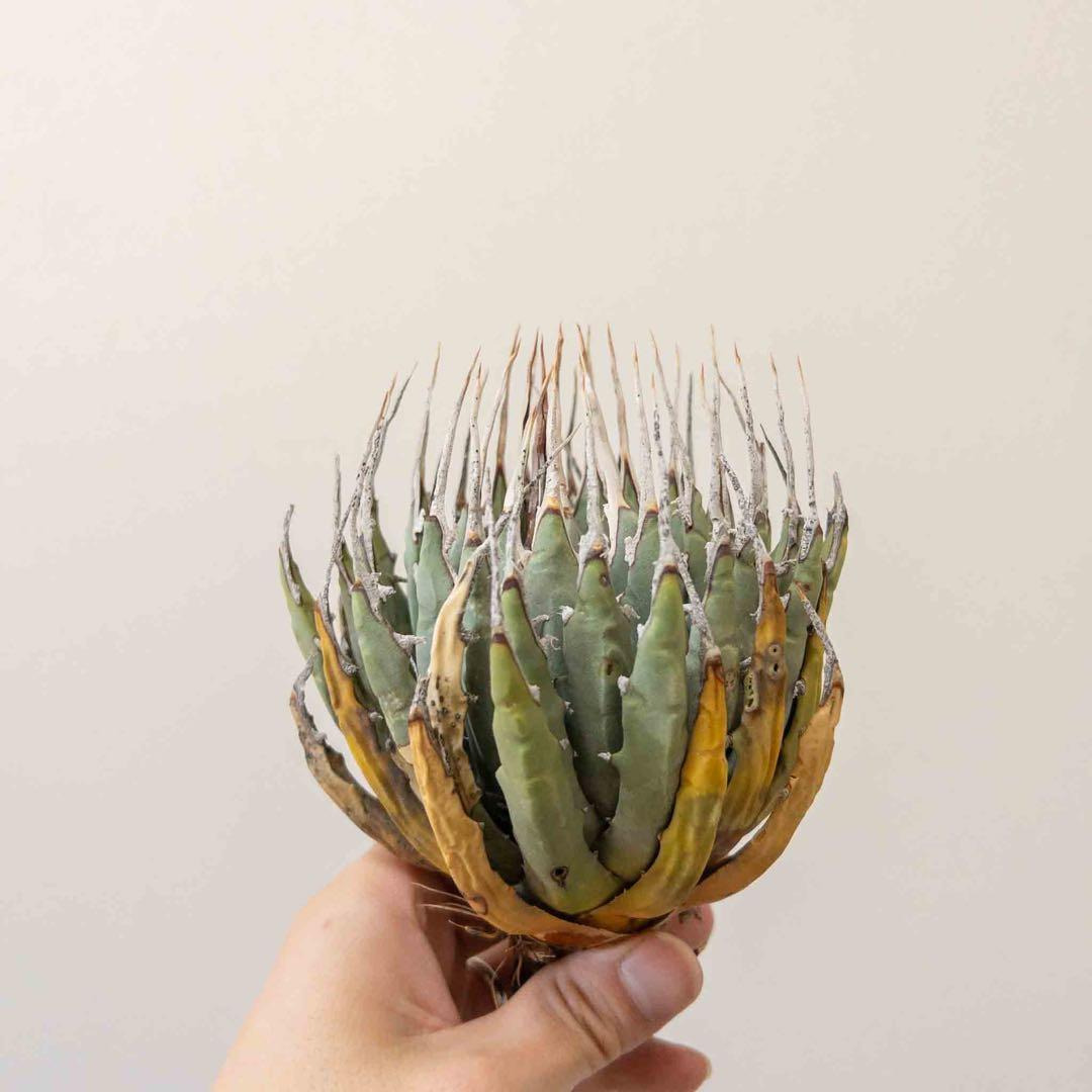 31 ユタエンシス エボリスピナ 現地株 ベアルート 陽炎 アガベ