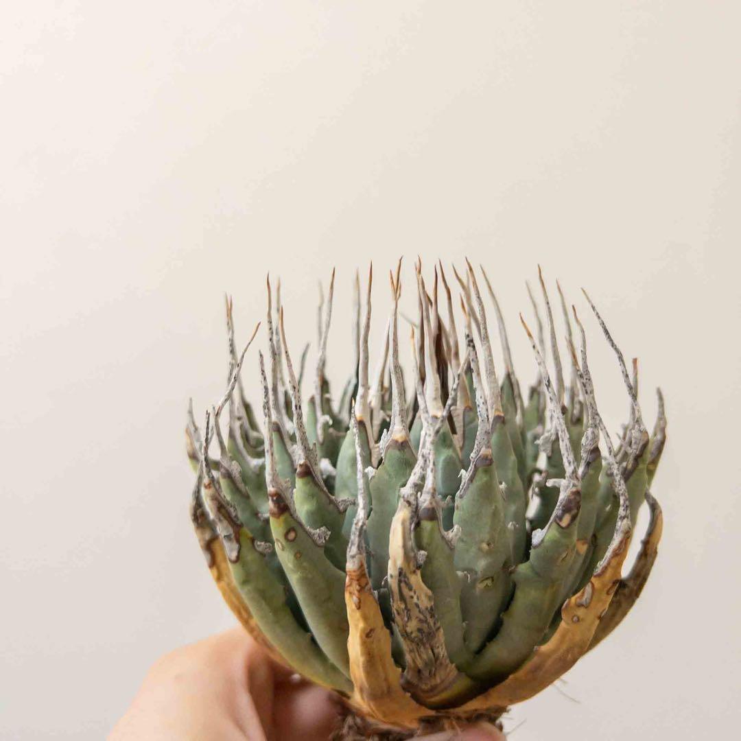 31 ユタエンシス エボリスピナ 現地株 ベアルート 陽炎 アガベ