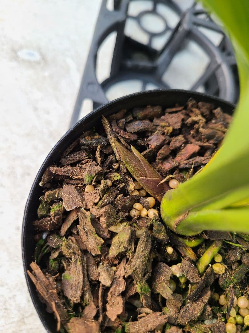 ミスマフェット。花芽合計11個。5鉢セット。蜜蜂誘引蘭。日本蜜蜂