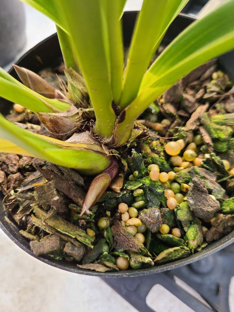 ミスマフェット。花芽合計11個。5鉢セット。蜜蜂誘引蘭。日本蜜蜂