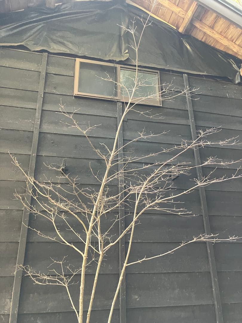 40 山採り　ヤマボウシ