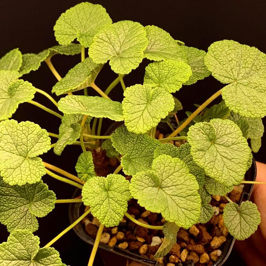 超特別選抜株放出！　ペラルゴニウム　コチレドニス　多肉植物　塊根植物　実生