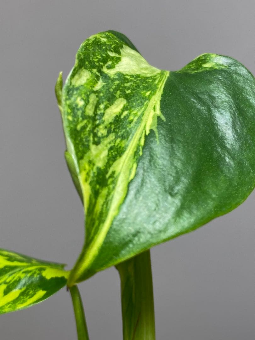 t*r様 【超希少‼️】モンステラ　エレクトロライト　斑入り　レア　人気　メルカ